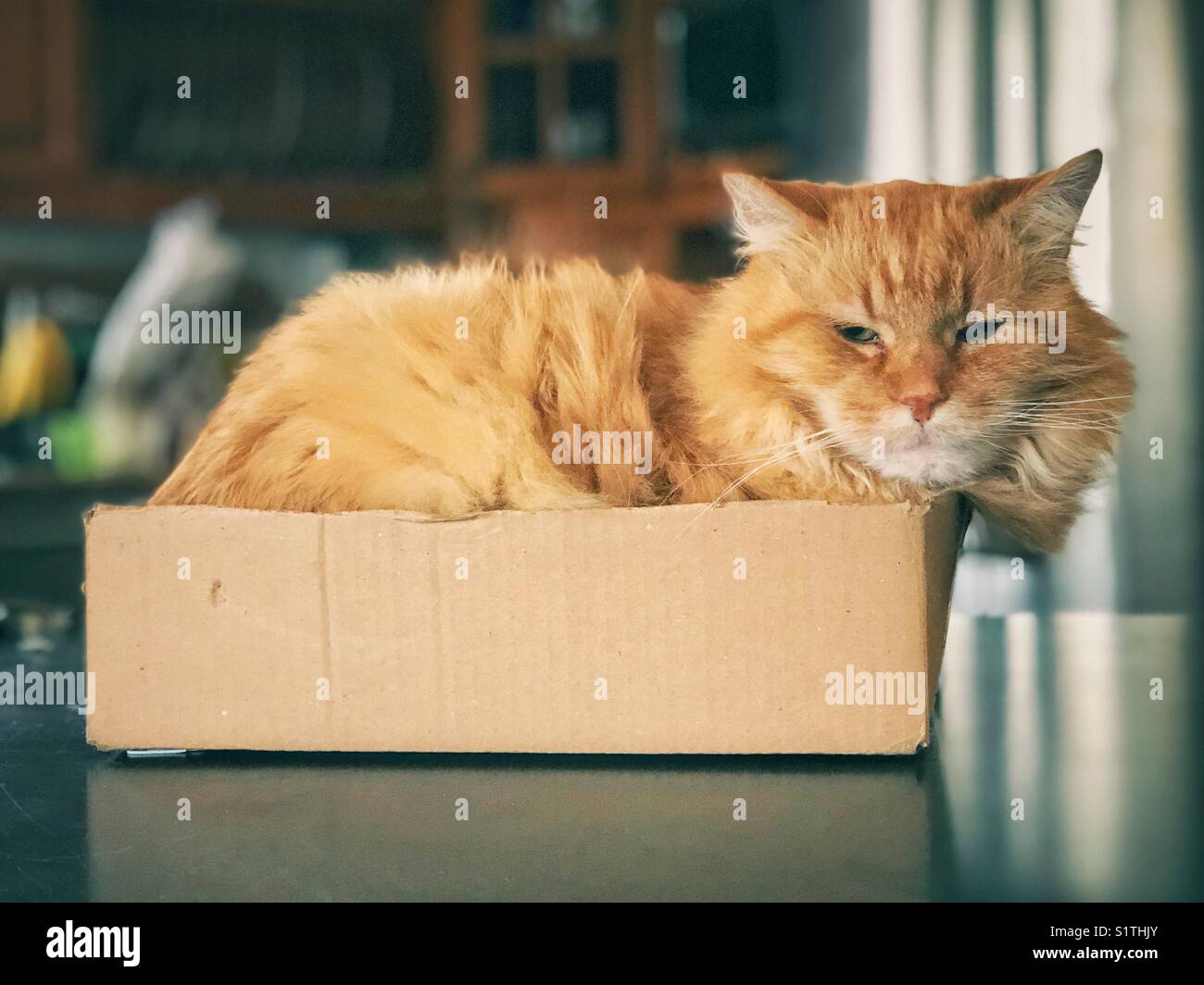 Eine große orangene Katze in einer kleinen Pappschachtel auf einer Küchentheke Stockfoto