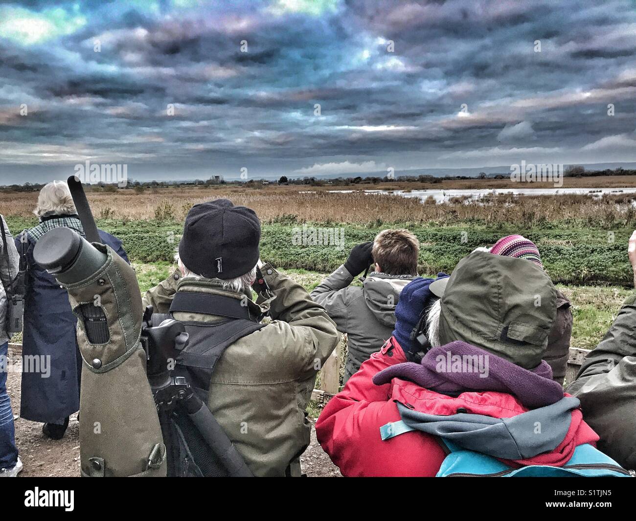 Twitchers mit dem Fernglas beobachten für die starling murmuration wie die Vögel kommen in der Schilf bei Sonnenuntergang Roost. Schinken Wand, Avalon Sümpfen, Somerset, England, Großbritannien Stockfoto