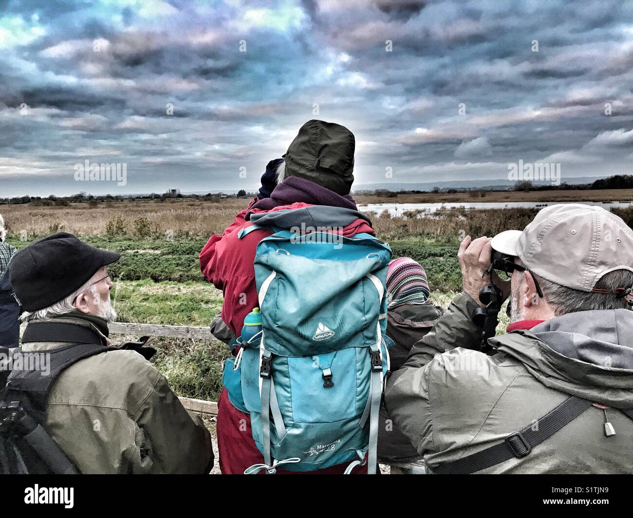 Twitchers mit dem Fernglas beobachten für die starling murmuration wie die Vögel kommen in der Schilf bei Sonnenuntergang Roost. Schinken Wand, Avalon Sümpfen, Somerset, England, Großbritannien Stockfoto