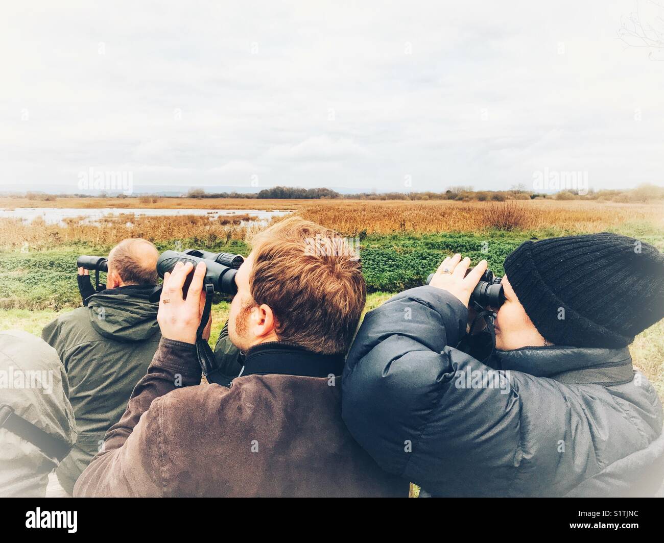 Twitchers mit dem Fernglas beobachten für die starling murmuration wie die Vögel kommen in der Schilf bei Sonnenuntergang Roost. Schinken Wand, Avalon Sümpfen, Somerset, England, Großbritannien Stockfoto