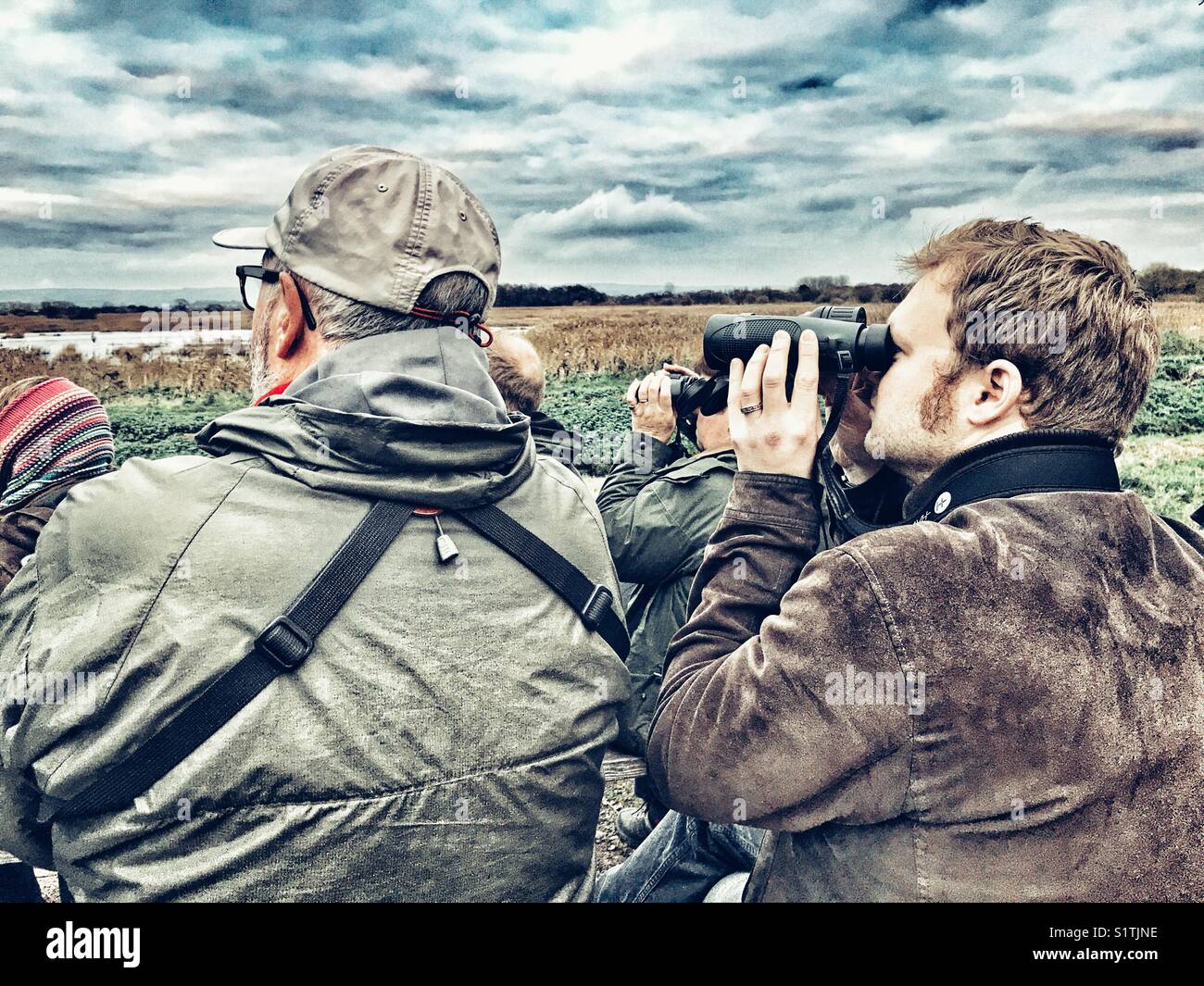 Twitchers mit dem Fernglas beobachten für die starling murmuration wie die Vögel kommen in der Schilf bei Sonnenuntergang Roost. Schinken Wand, Avalon Sümpfen, Somerset, England, Großbritannien Stockfoto