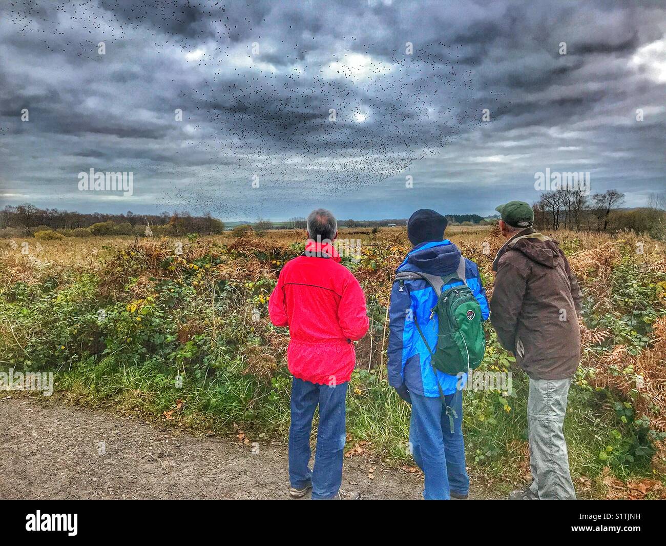 Twitchers beobachten für die starling murmuration wie die Vögel kommen in der Schilf bei Sonnenuntergang Roost. Schinken Wand, Avalon Sümpfen, Somerset, England, Großbritannien Stockfoto