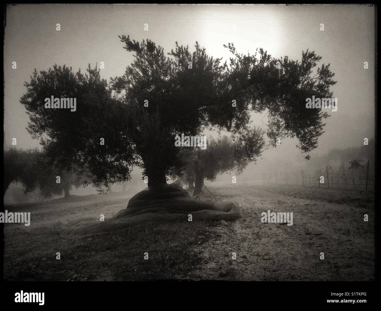 Sonne bricht durch den Nebel im Olivenhain, Katalonien, Spanien. - Smartphone-aufgenommenes Stockfoto