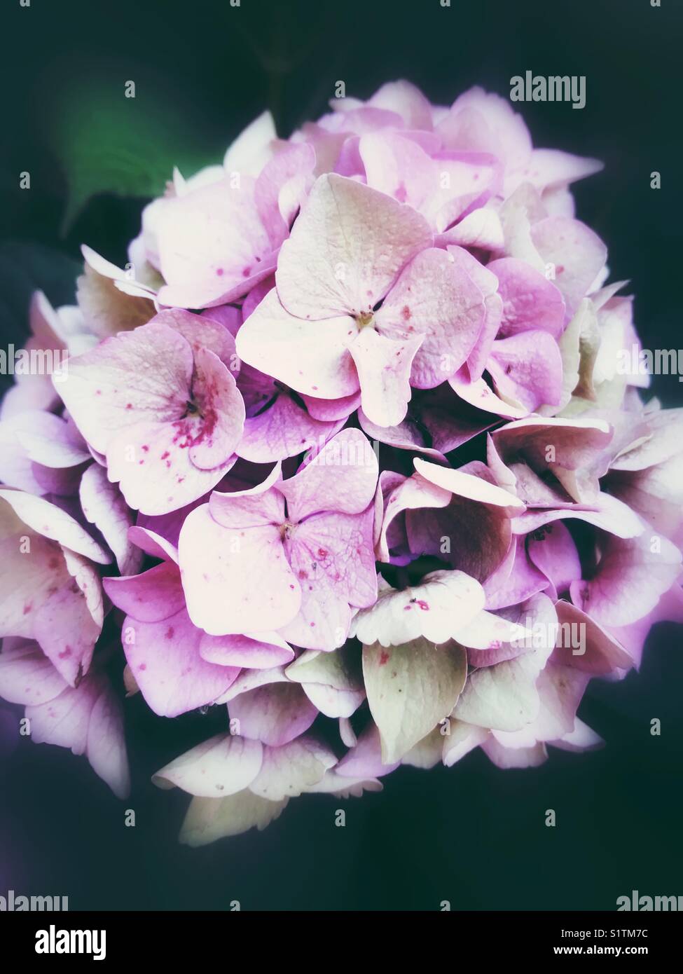 Rosa Hortensie Blumen Stockfoto