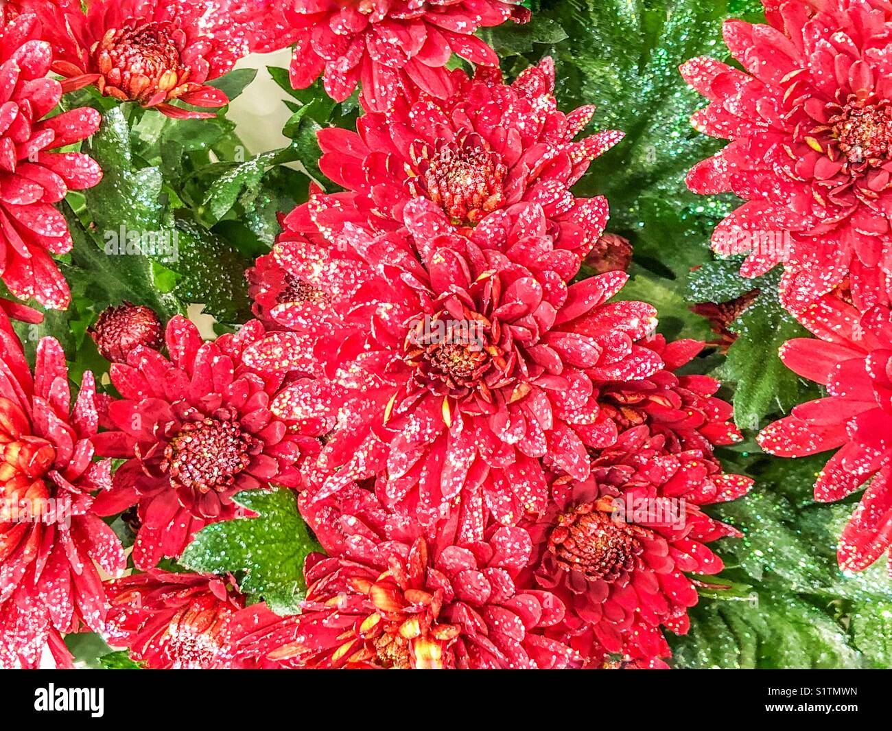 Blumen glitzer -Fotos und -Bildmaterial in hoher Auflösung – Alamy