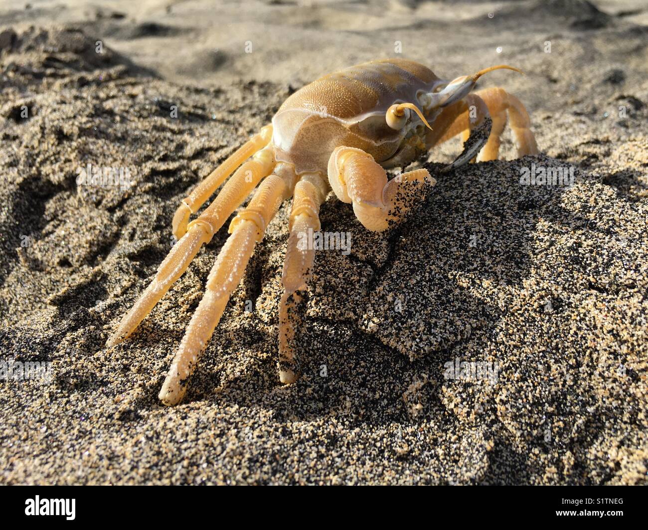 Atlantische Geisterkrabbe am Sandstrand von Boa Vista Kap Verde - Smartphone-aufgenommenes Stockfoto