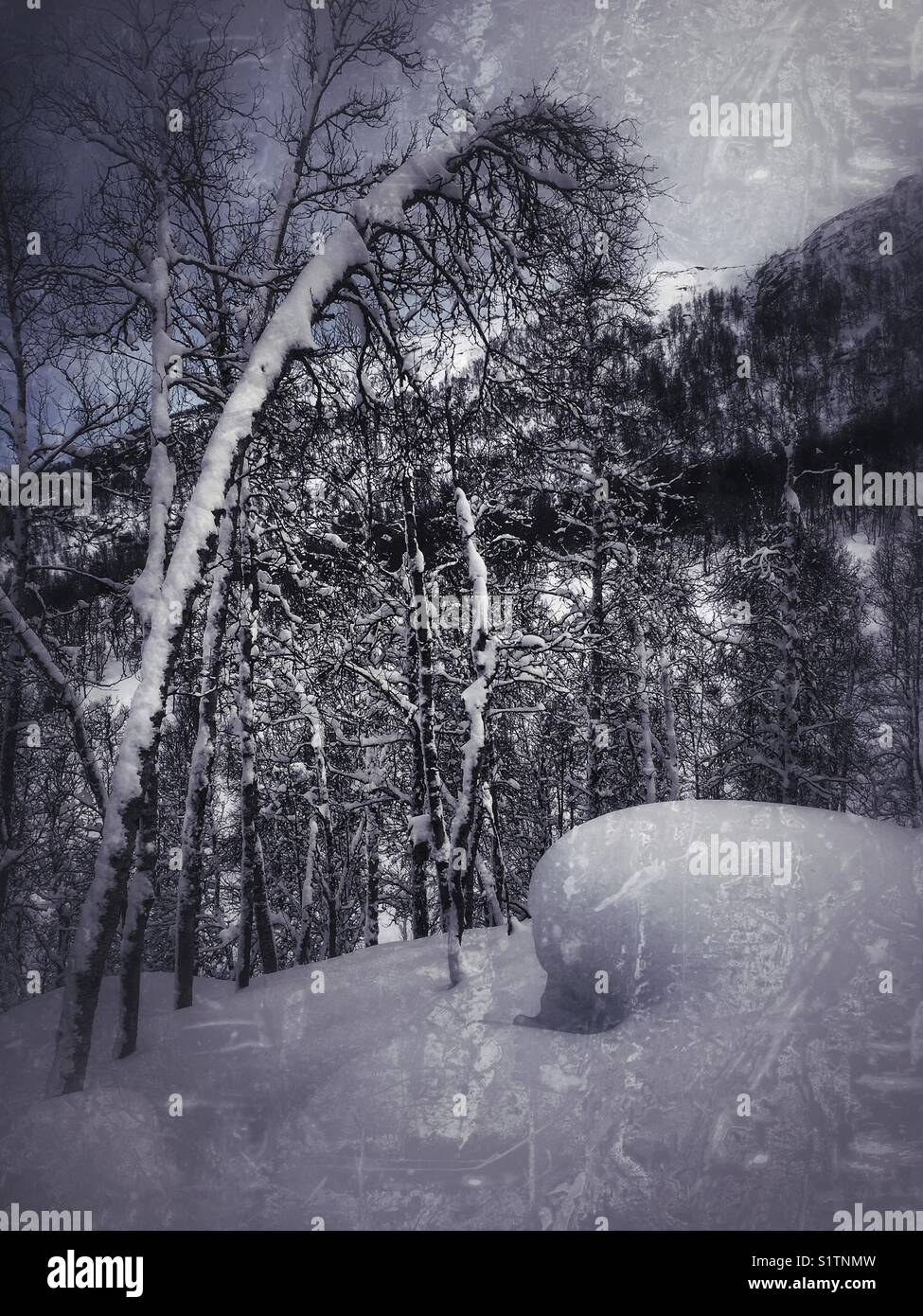 Schnee auf einem Baum Stockfoto