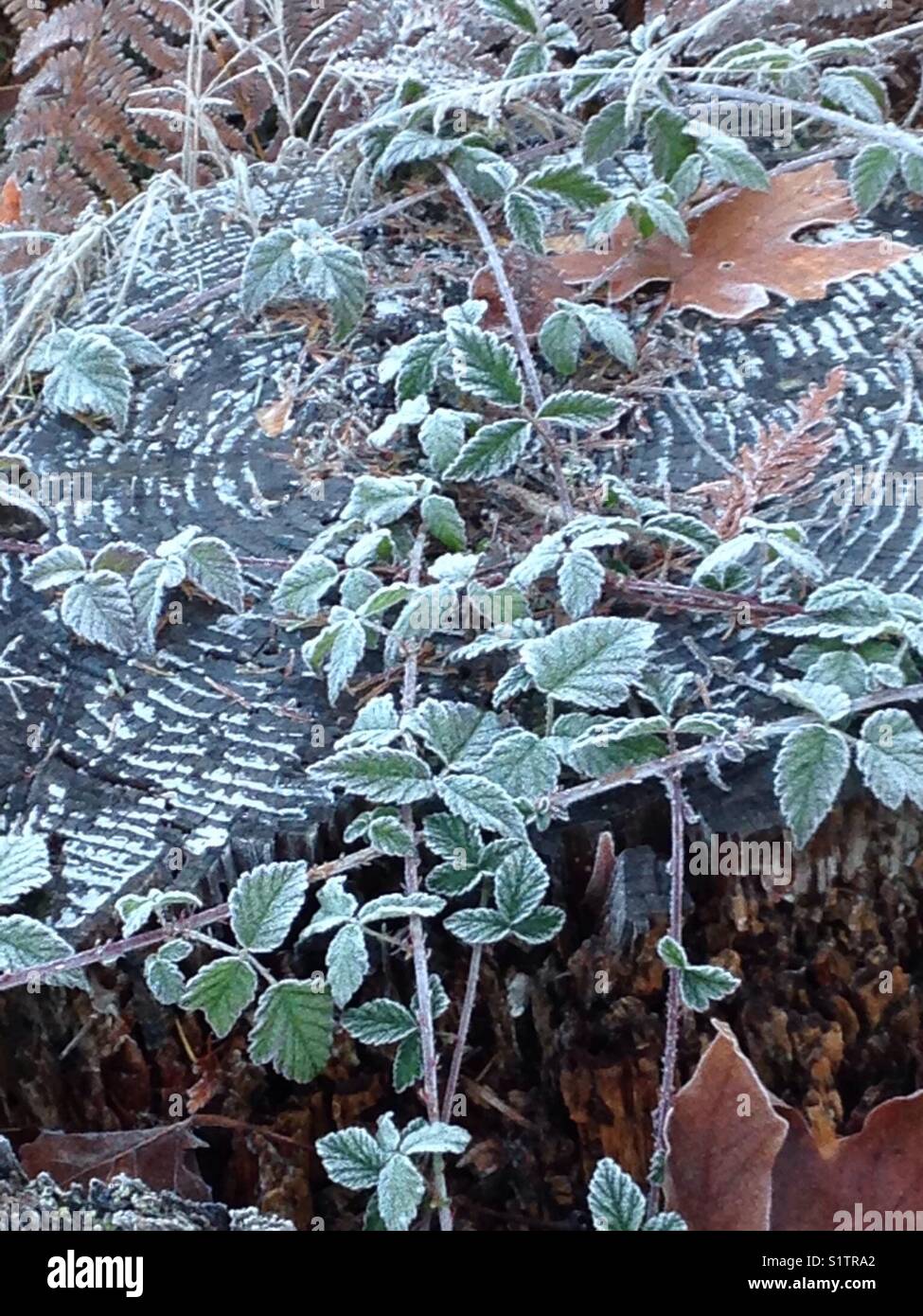 Blackberry dornigen Ranken klettern über einen Baumstumpf - Frost in Muster um den Stumpf Stockfoto