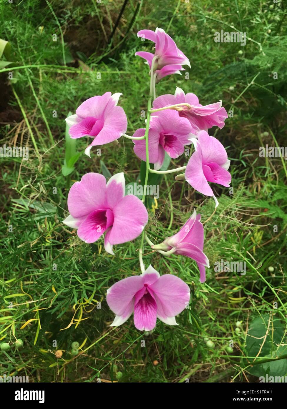 Wunderschöne rosa Orchidee gegen grüne Vegetation - Smartphone-aufgenommenes Stockfoto