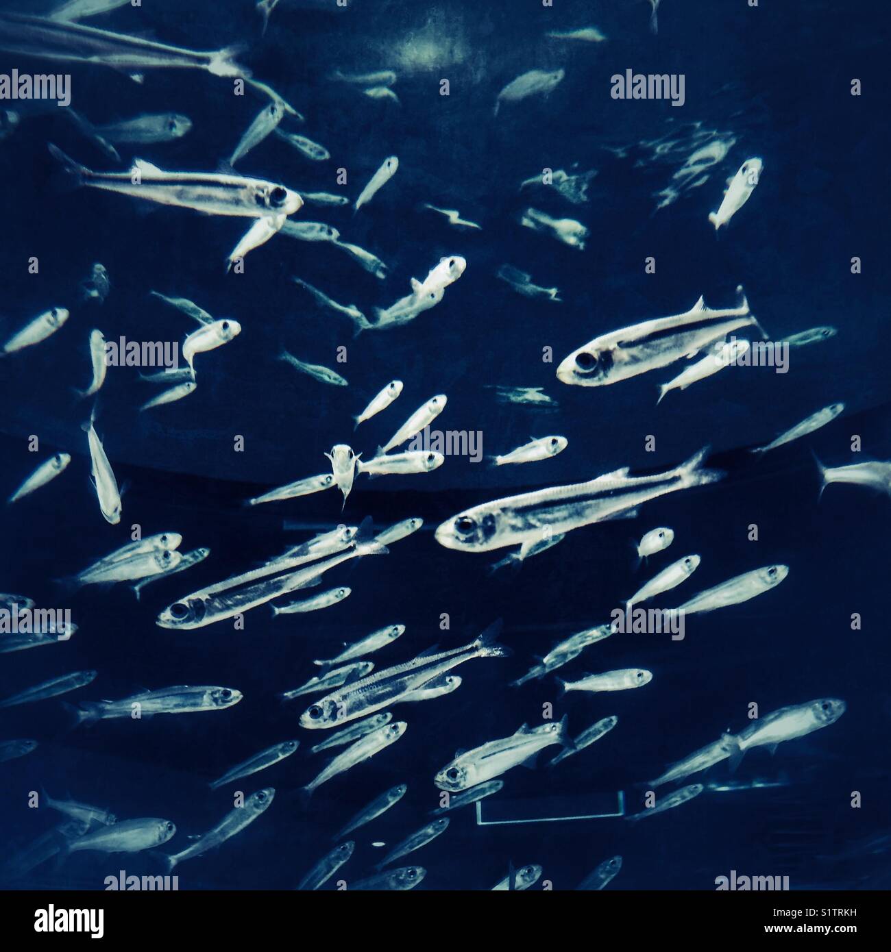Kleine Fische - Smartphone-aufgenommenes Stockfoto