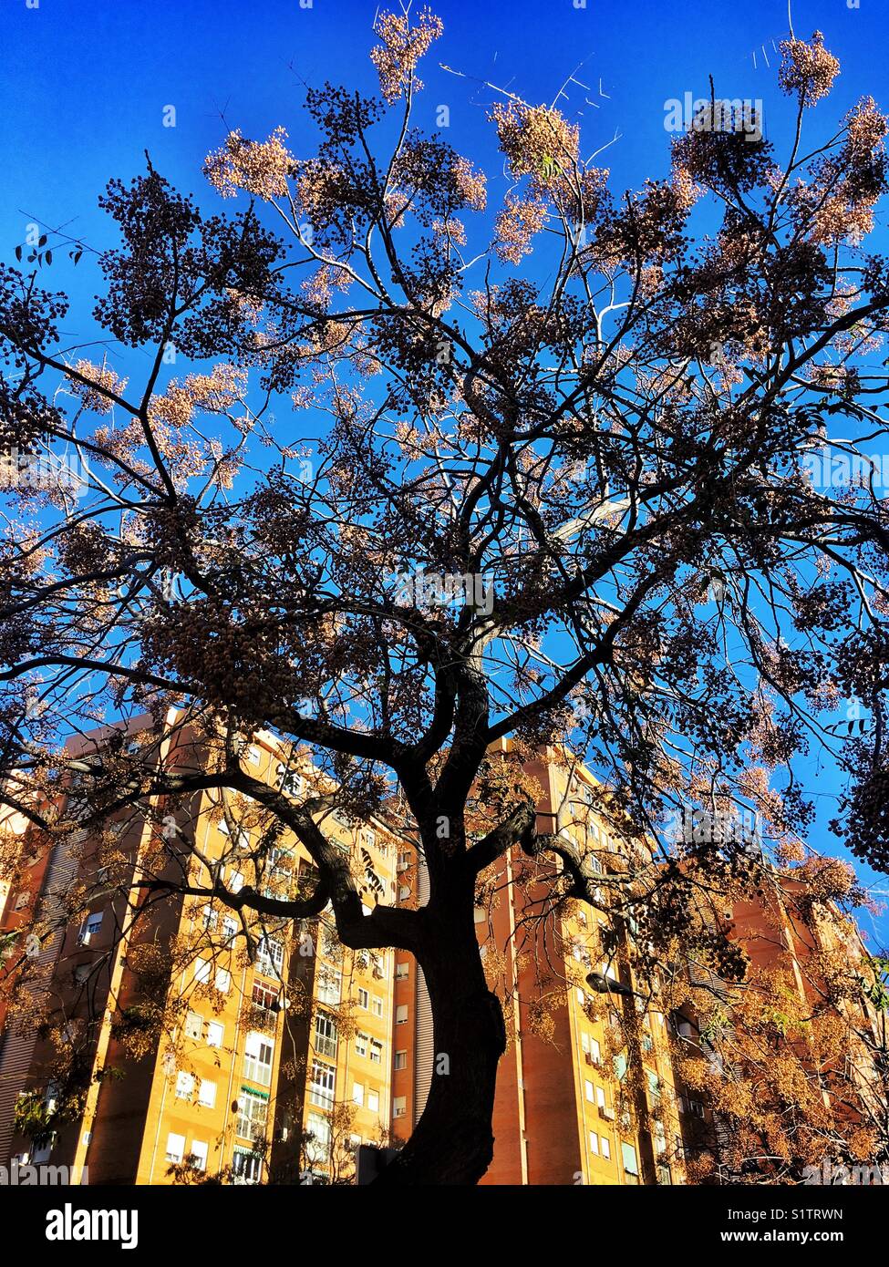 Winter in Spanien, Baum auf der Straße mit reifen Früchten und Sonnenschein, einem Vorort von Malaga - Smartphone-aufgenommenes Stockfoto