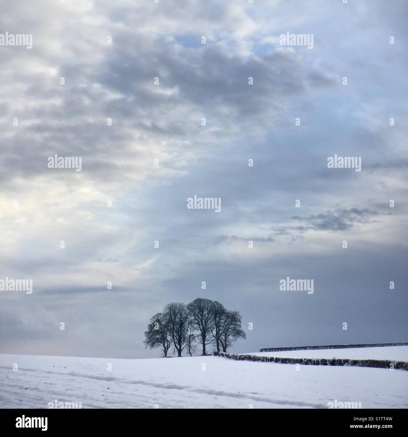 Baumgruppe. Stockfoto