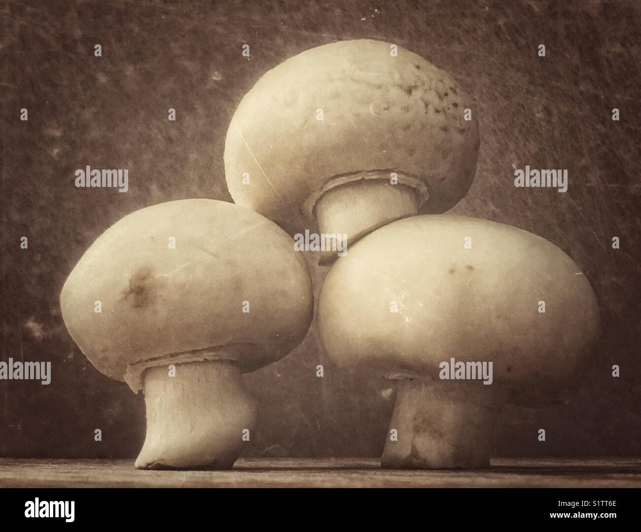 Drei ganze Champignons Stockfoto