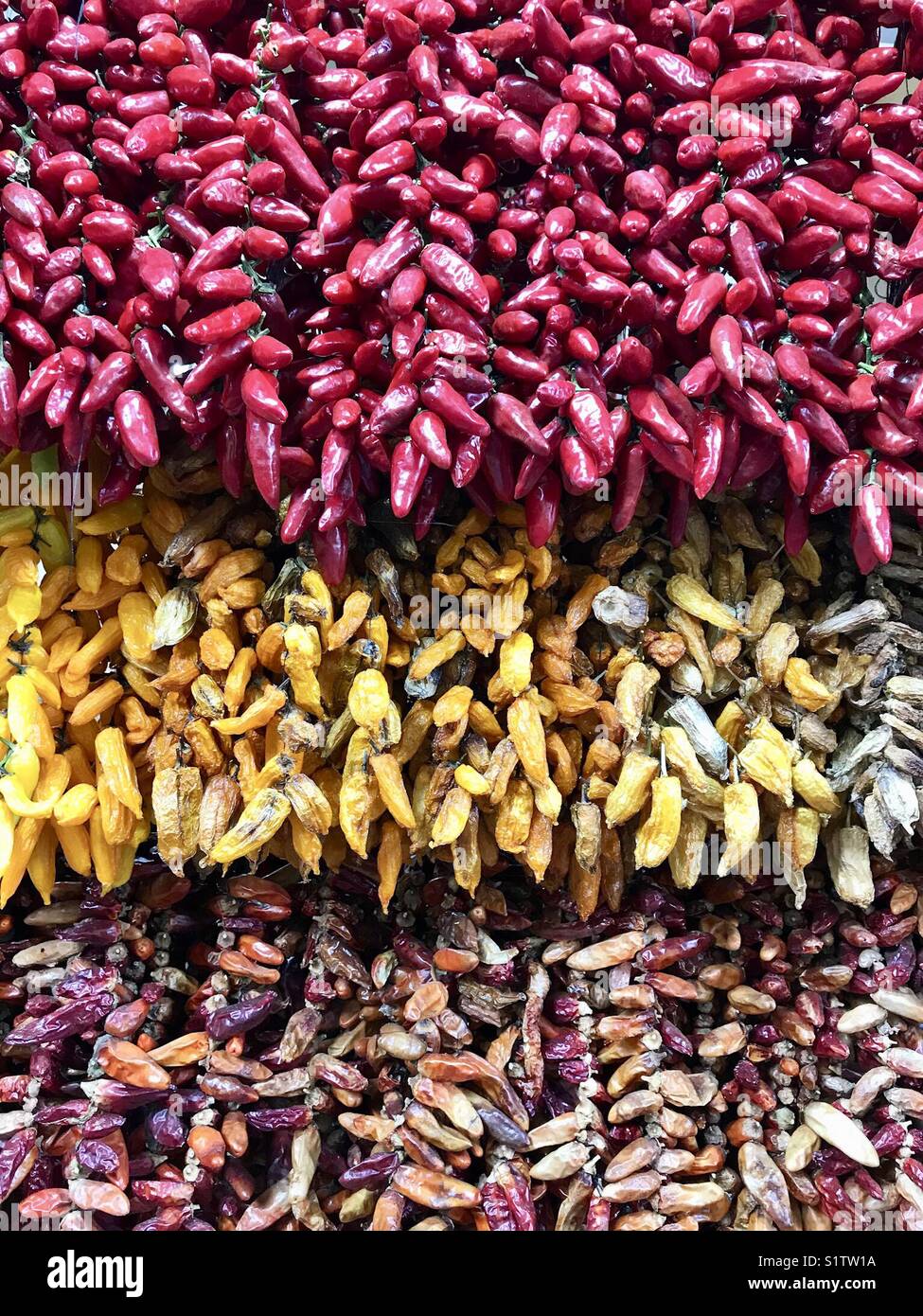 Rote Chilis und mit brennendem Geschmack auf einem Marktstand Stockfoto