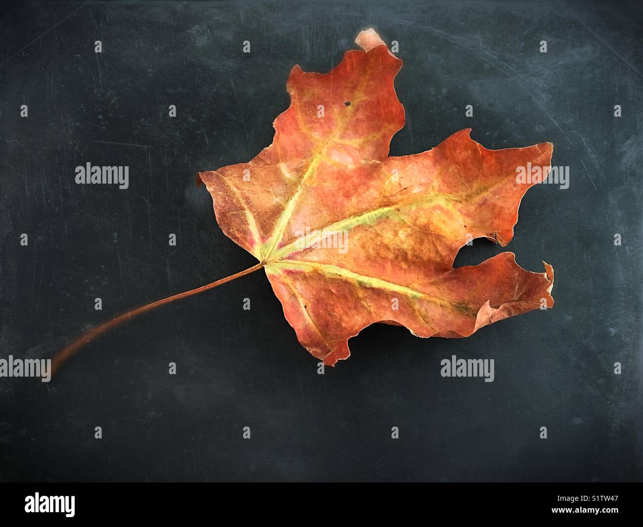 Eine einzelne getrocknet Herbst Blatt. Stockfoto