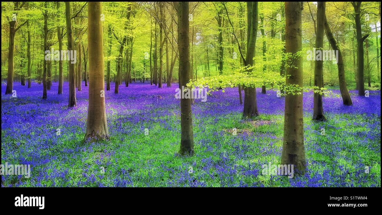 Eine ikonische Ansicht eines englischen Wald im Frühling. Die Bluebell Blumen in voller Blüte und der Sommer ist auf dem besten Weg. Foto - © COLIN HOSKINS. - Smartphone-aufgenommenes Stockfoto