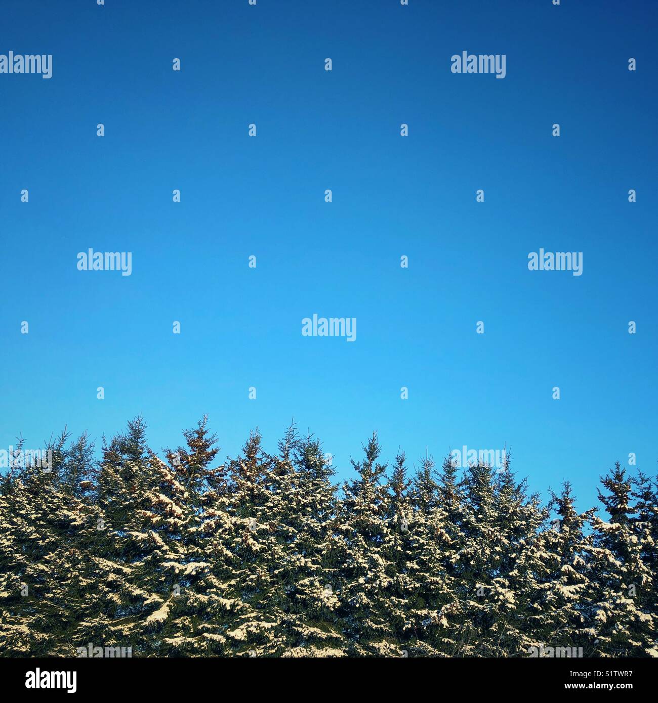Schnee bedeckt Evergreens mit perfekt klaren blauen Himmel über in Ontario, Kanada. Stockfoto