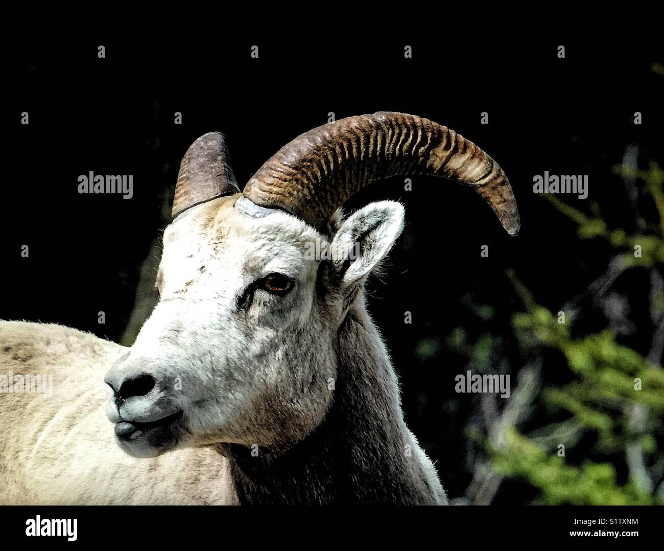 Dickhornschafe - Smartphone-aufgenommenes Stockfoto