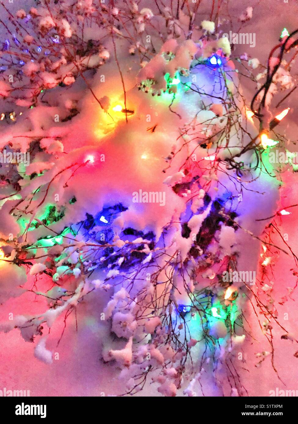 Frischer Schnee, Bush mit bunten Weihnachtslichter - Smartphone-aufgenommenes Stockfoto