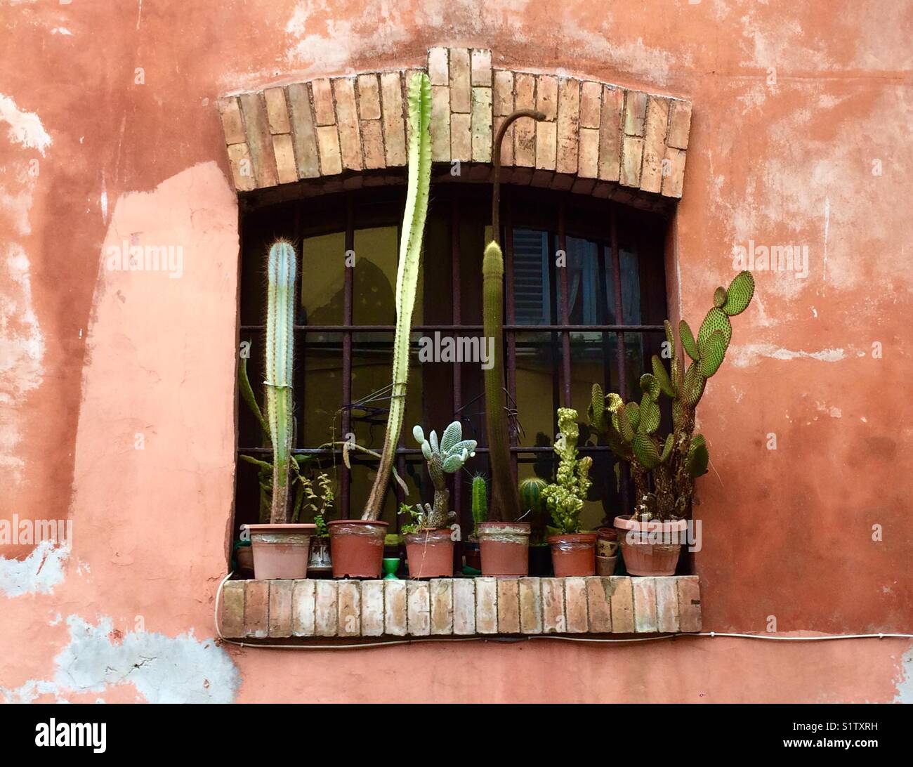 Alte Fenster mit Cactus Blumentöpfe in Rom, Italien - Smartphone-aufgenommenes Stockfoto