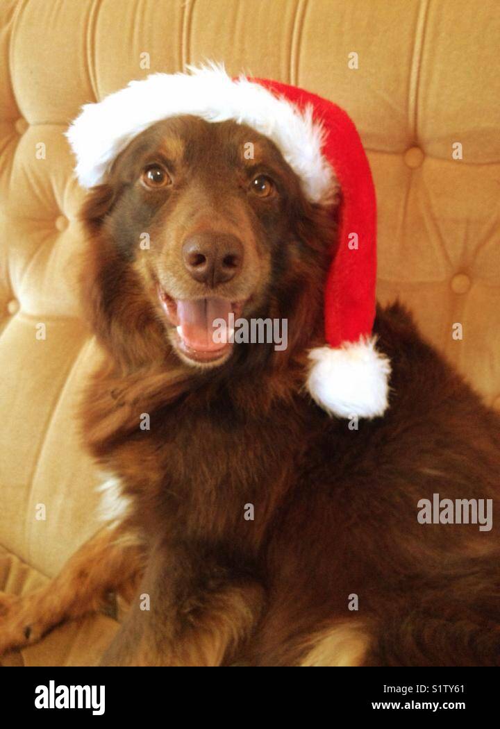 ' Tis die Jahreszeit 🎄 Stockfoto