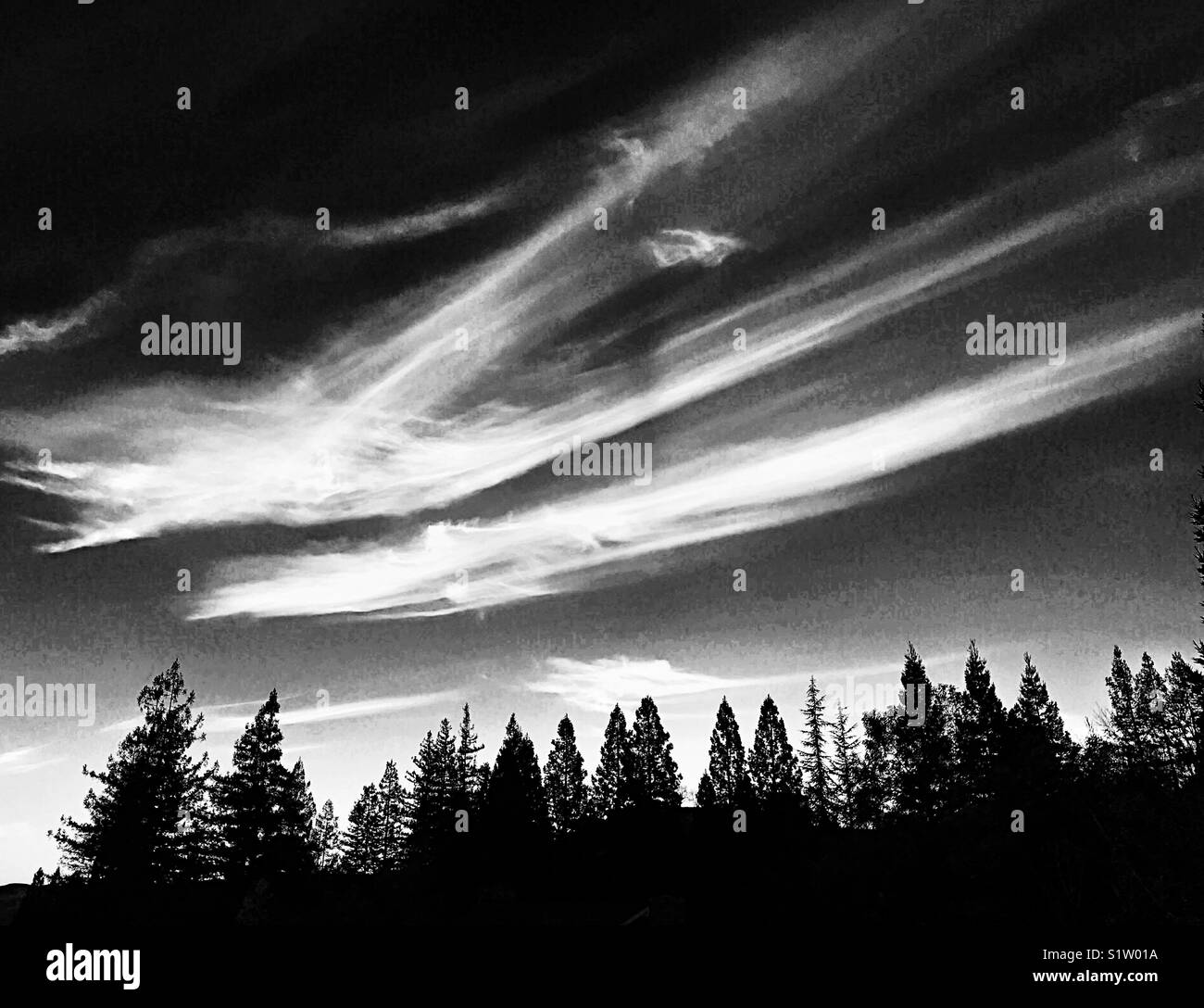 Dezember Abend Wolken über redwoods Stockfoto
