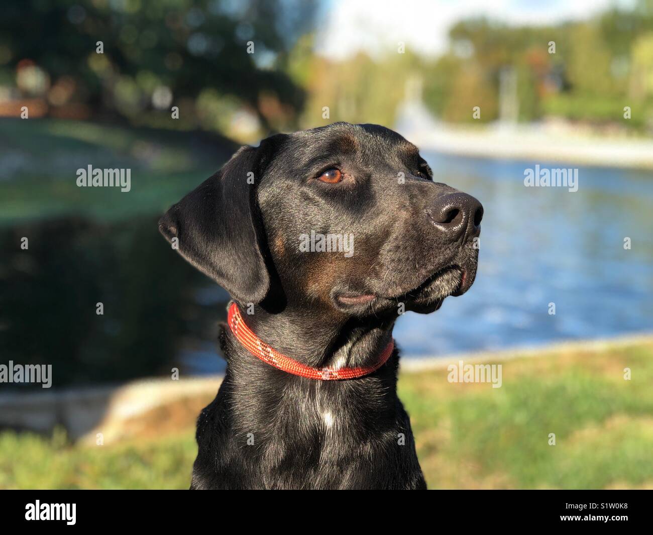 Labrador Mix In Soest Hunde Kaufen Und Verkaufen Uber Private Kleinanzeigen