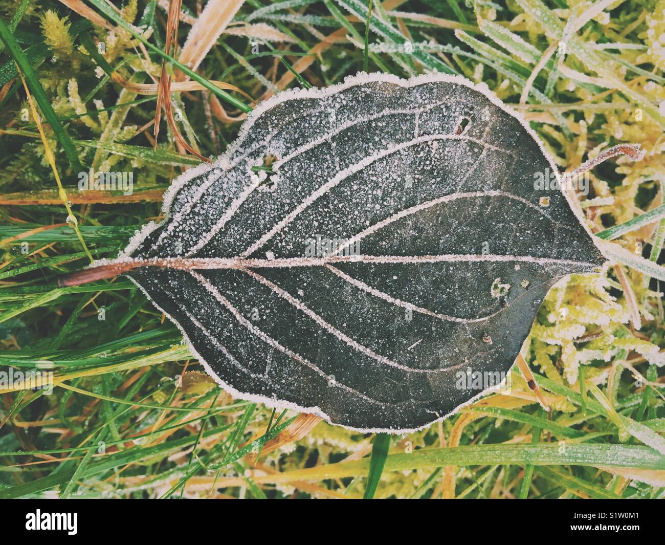 Gefallenen frostigen Black Leaf auf dem Boden liegend Stockfoto