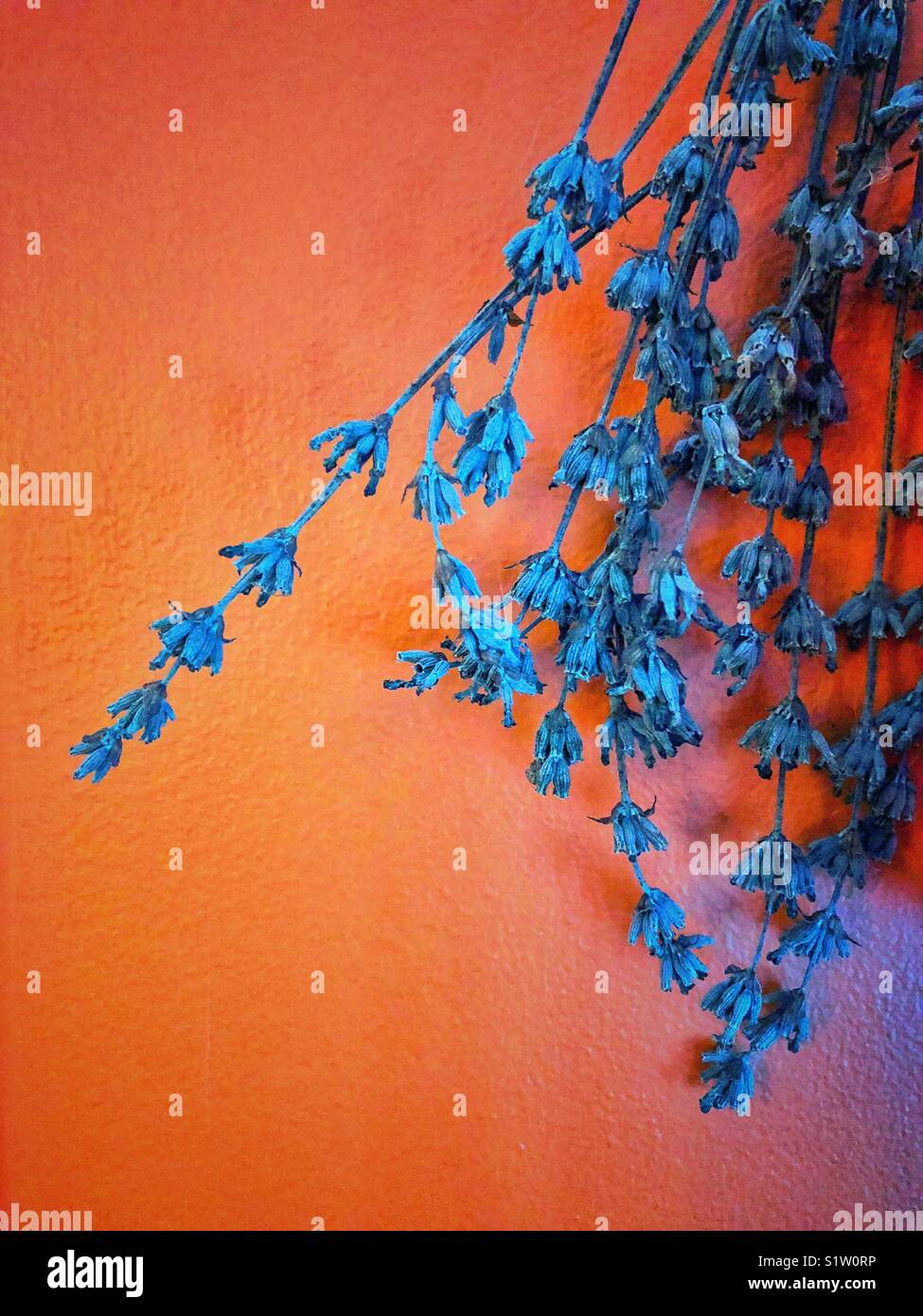 Getrocknetem lavendel Kopfüber gegen eine orange Wand Stockfoto