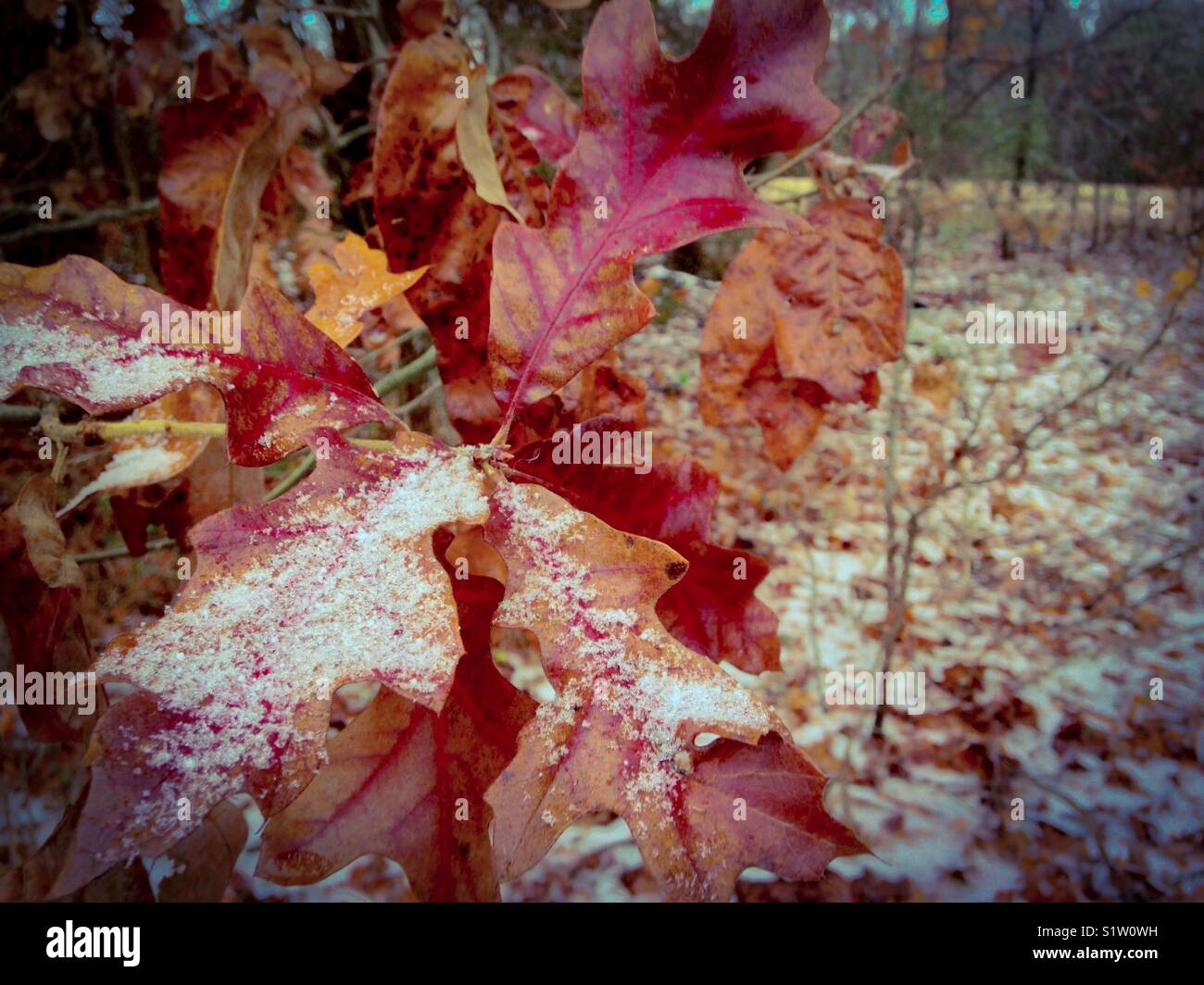Auf Eichenlaub Schneefall Stockfoto