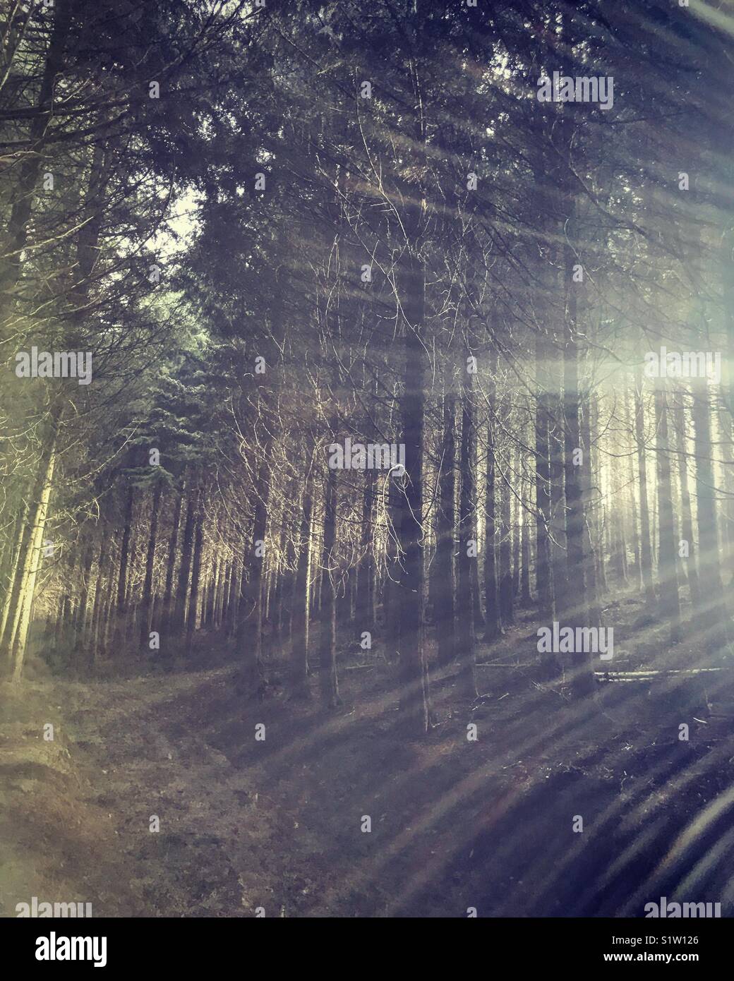 Wald-Sonnenlicht Stockfoto