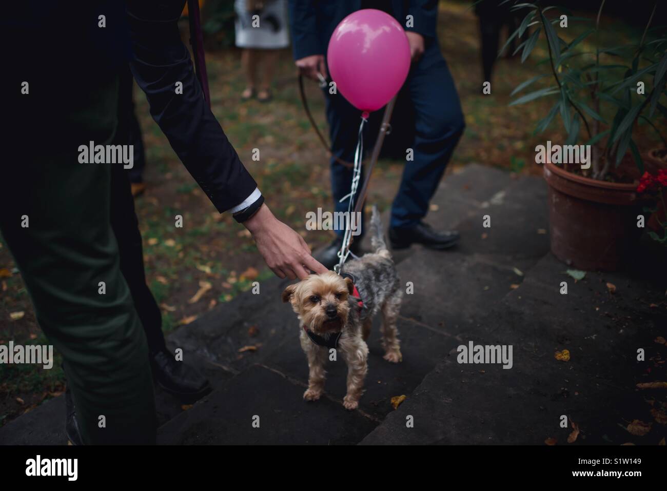 Eine süße Yorkshire Terrier Hund mit einem Rosa Ballon zu es bei einer Hochzeit immer eine Menge Haustiere und Aufmerksamkeit gebunden. Stockfoto