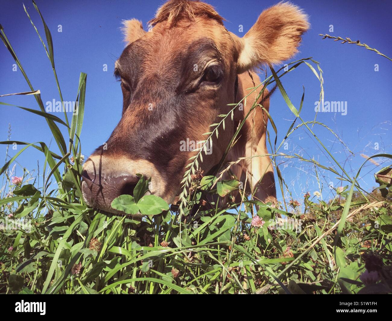 Jersey Milch Kuh grasen auf der Weide Stockfotografie - Alamy