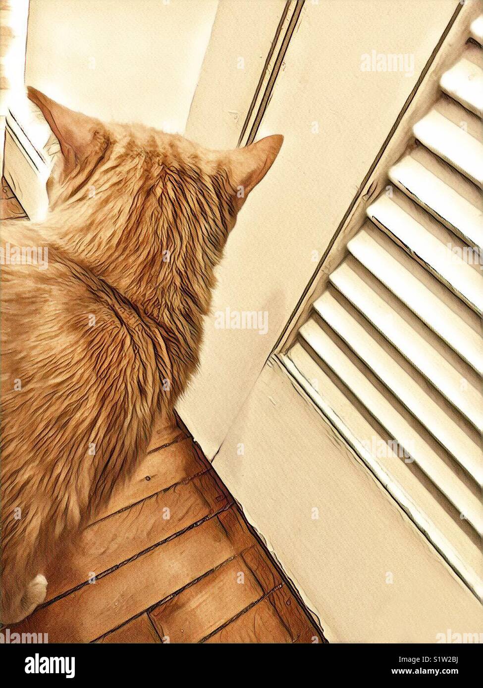 Ginger cat und Rollo Tür Stockfoto
