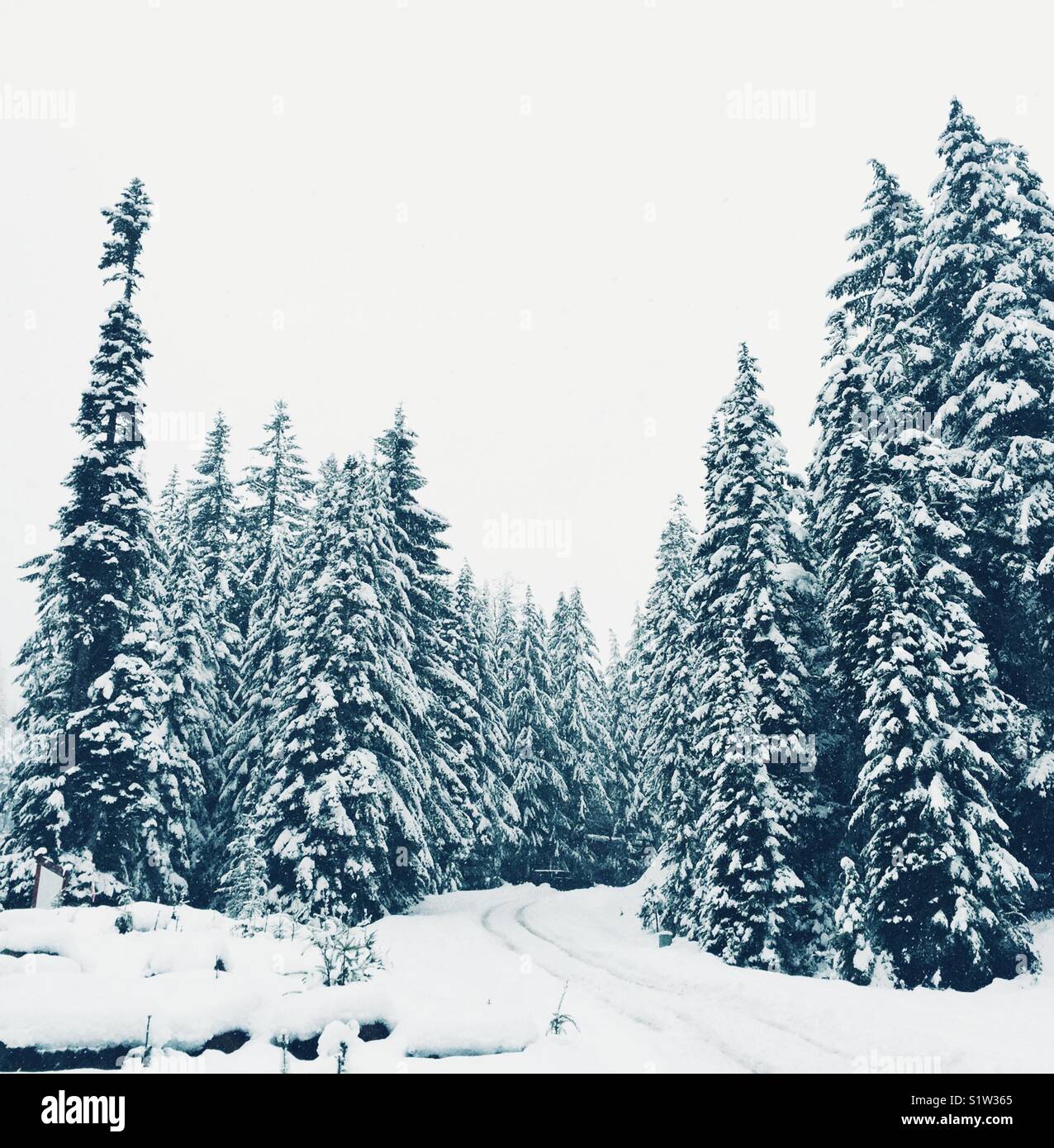 Erster Schnee auf Snoqualmie Pass in der Nähe von Seattle, Washington State Stockfoto