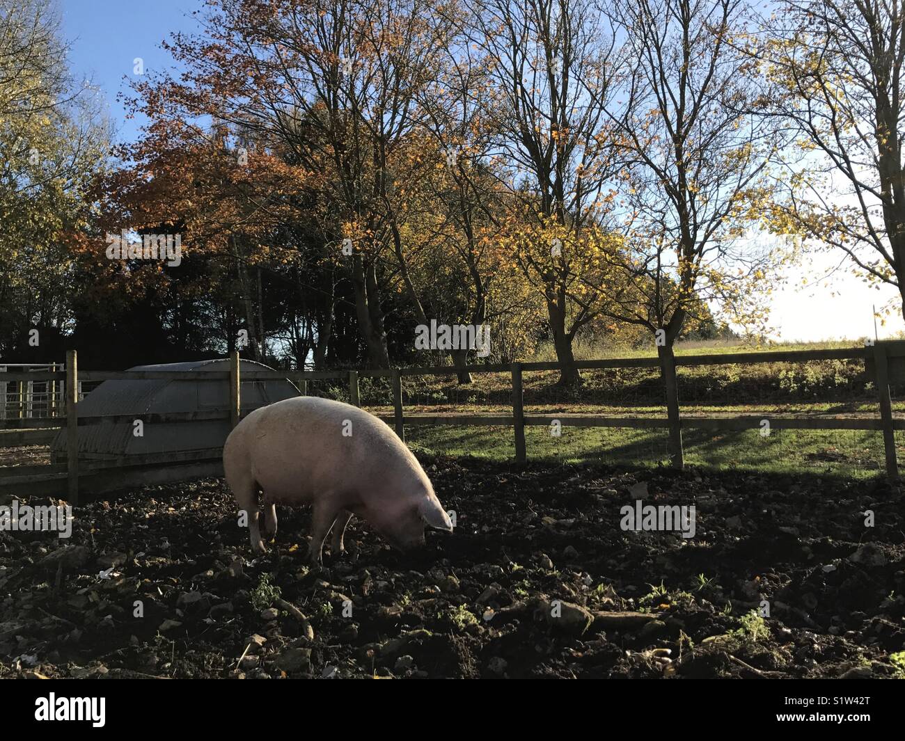 Schwein im Herbst Stockfoto