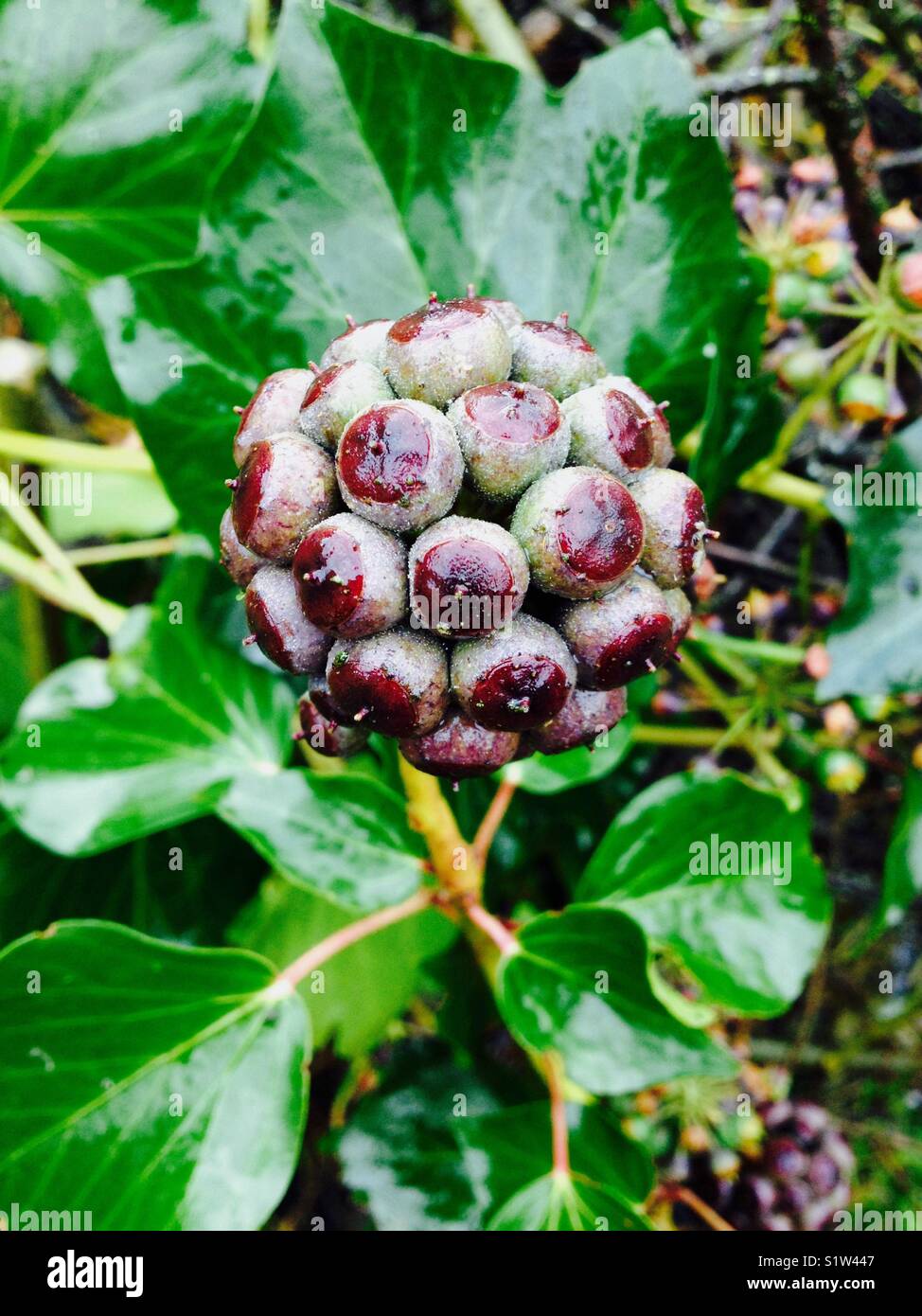 Ivy Beeren. In hohem Grade giftige Beeren im Winter festliche climbing Ivy. - Smartphone-aufgenommenes Stockfoto