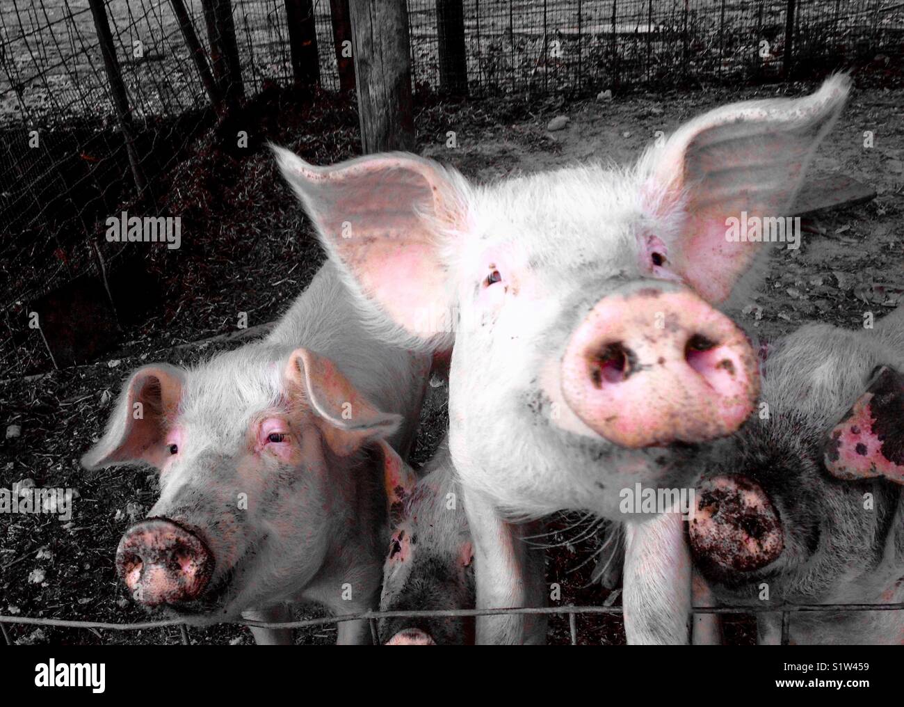 Schweine in Rosa - Smartphone-aufgenommenes Stockfoto