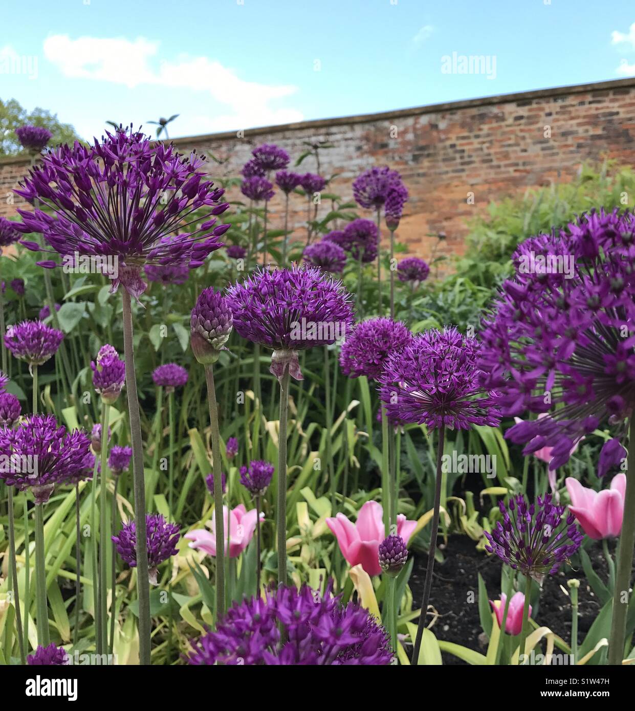 Strukturelle Blumen Stockfotos und bilder Kaufen Alamy