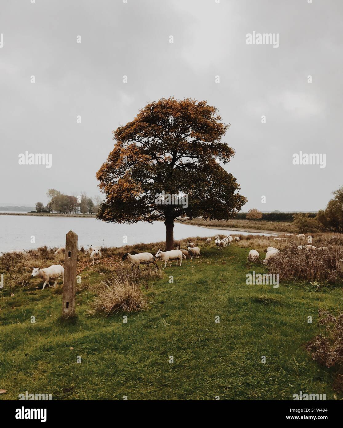 Schafe im Herbst weiter zum Behälter Stockfoto