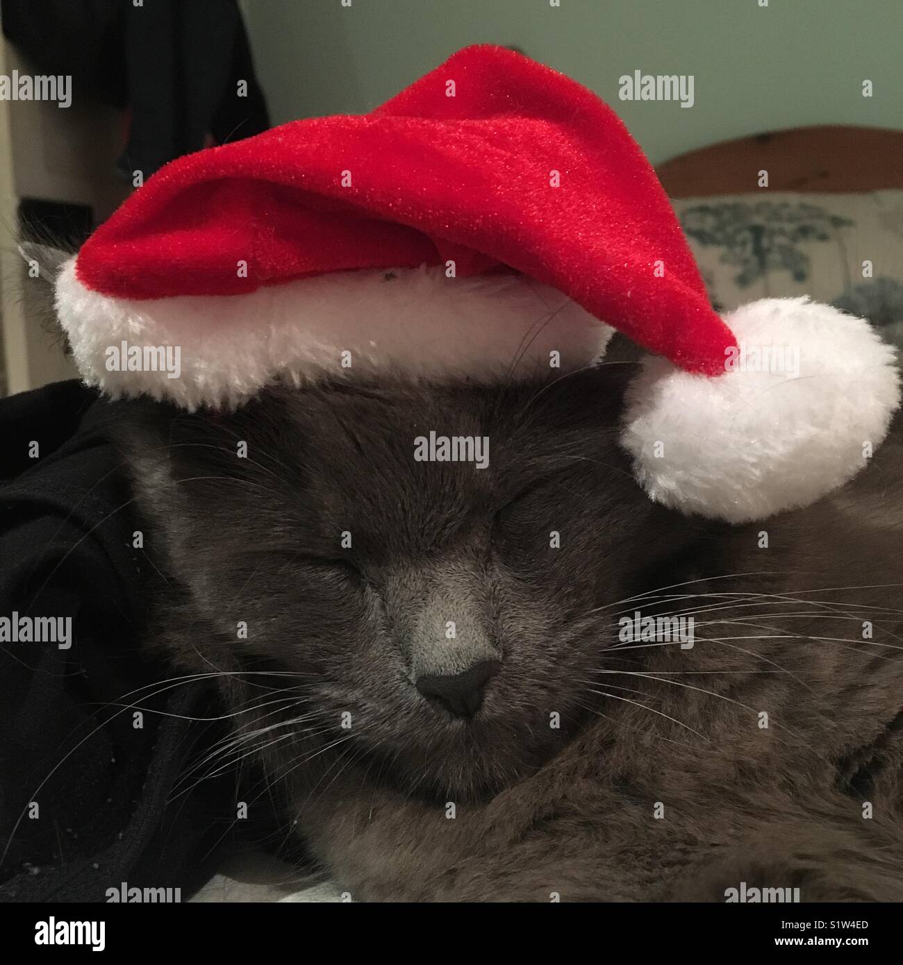 Sleepy Russisch Blau Katze wird nach dem Weihnachtsfest abgewischt Stockfoto