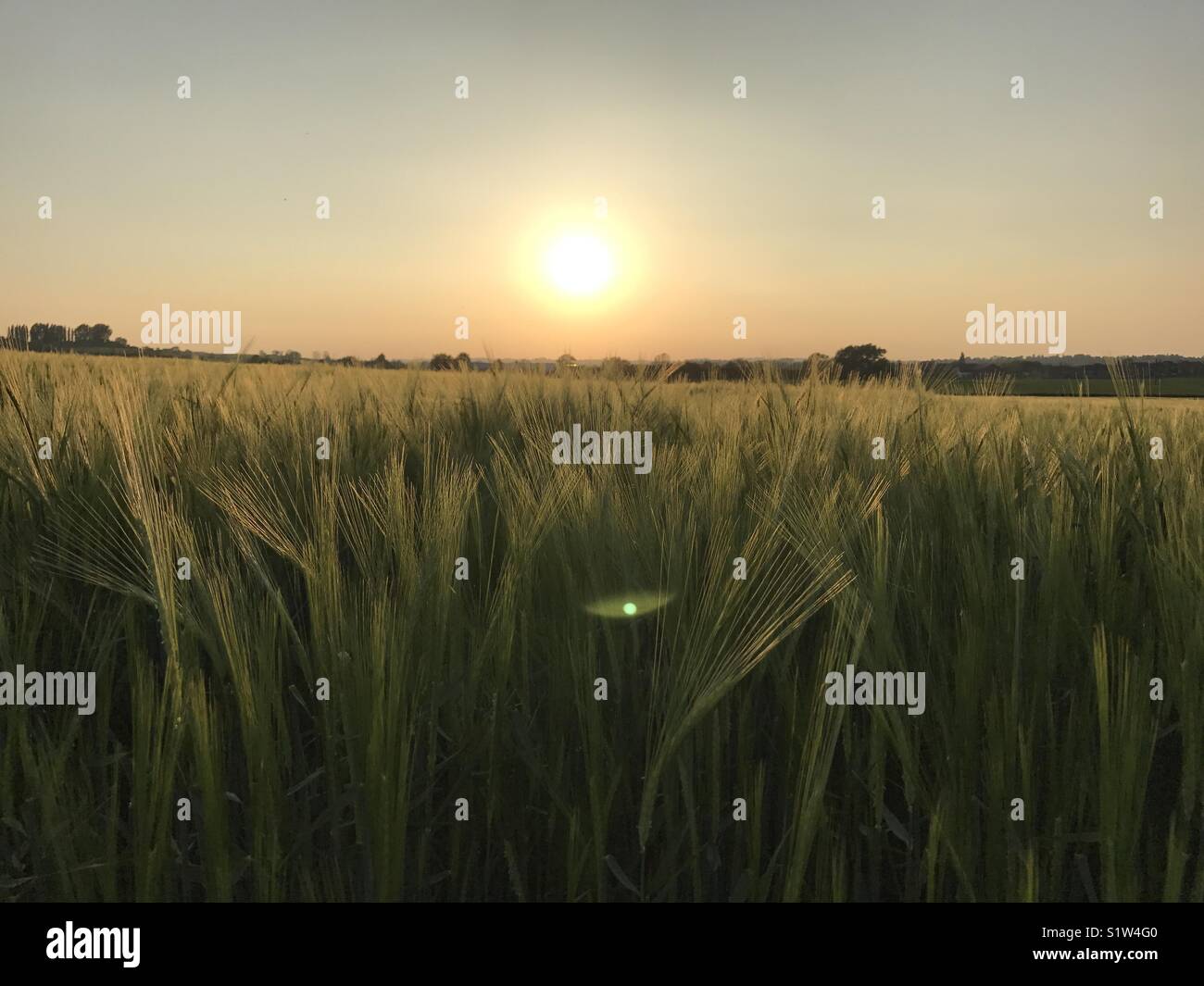 Sonnenuntergang über einem Feld von Gerste Stockfoto