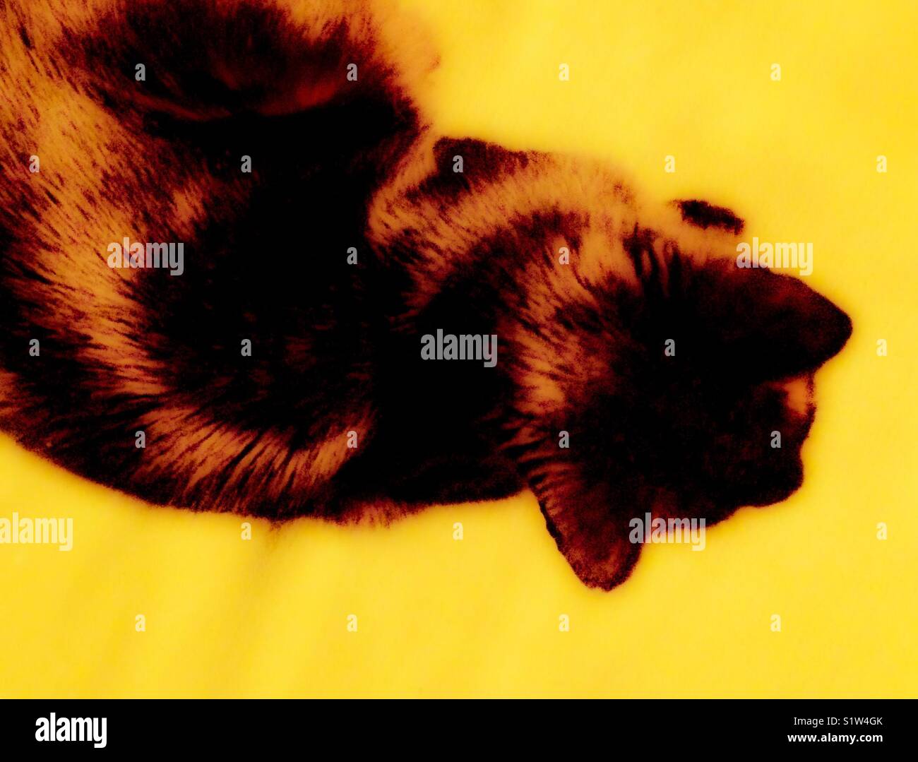 Gelben schein Foto von schlanken, schwarzen Katze - Smartphone-aufgenommenes Stockfoto