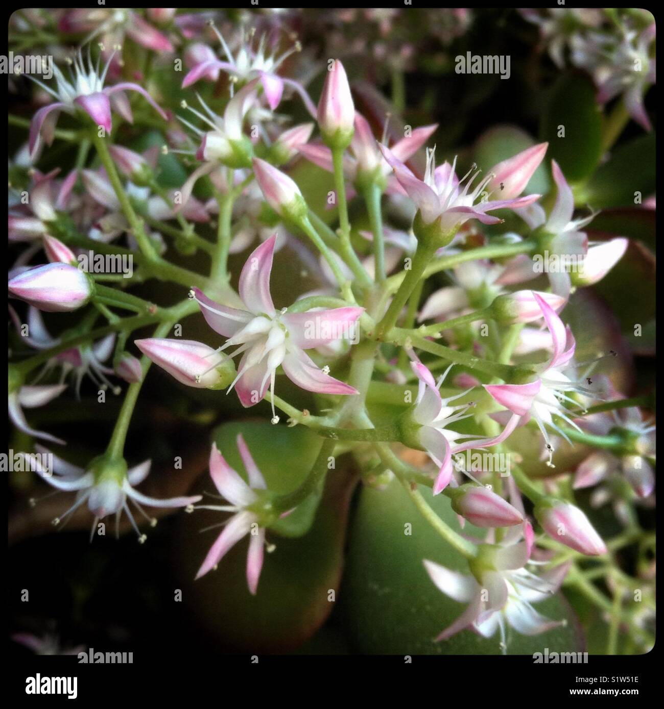 Efeutute, Crassula Ovata. Bltenstiel wei und blass rosa Blten mit  prominenten Staubgefe Stockfotografie - Alamy