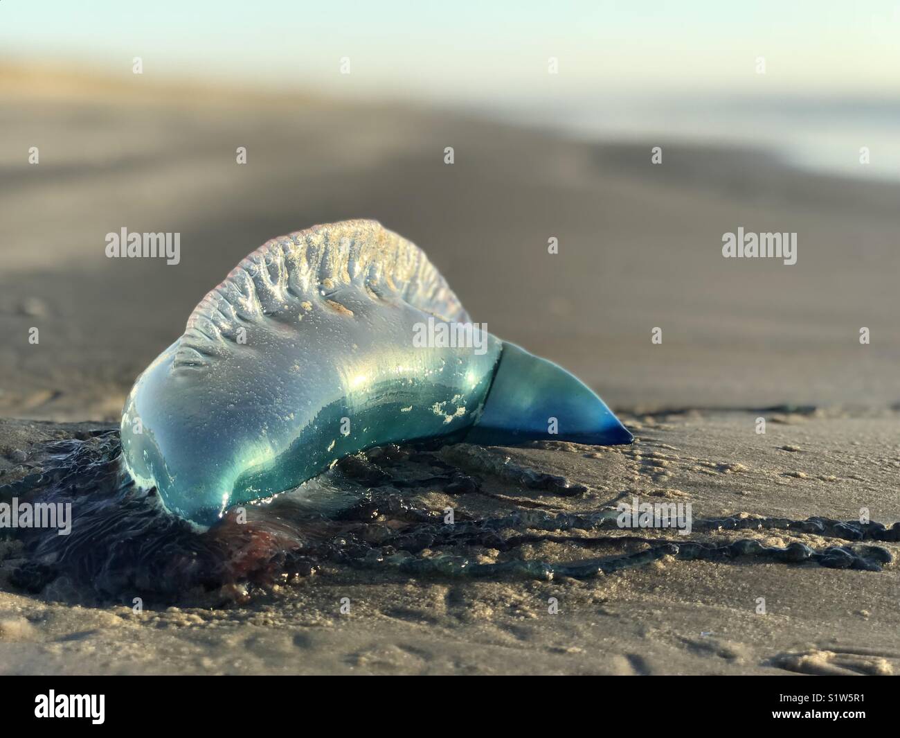 Blue Man-o-war am Strand Stockfoto