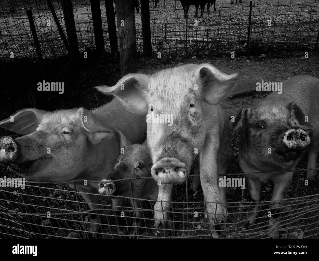 Schwein Botschafter - Smartphone-aufgenommenes Stockfoto