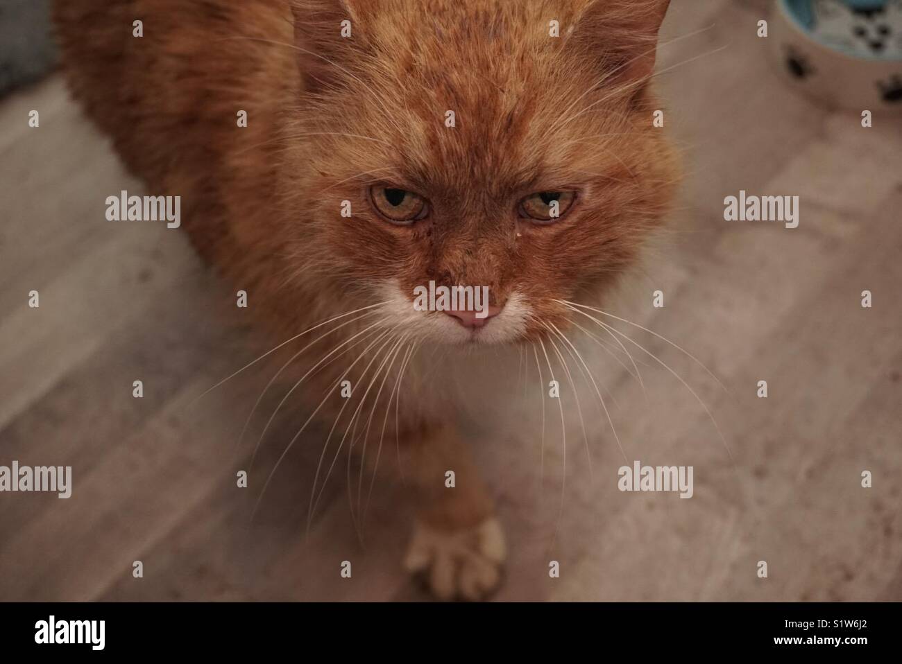 Ginger cat mit schlammigen Pfotenabdrücke Stockfoto
