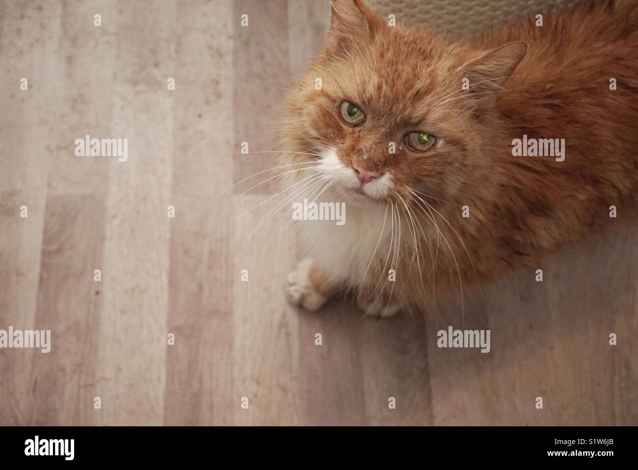 Ginger cat mit schlammigen Pfotenabdrücke auf Holz Boden Stockfoto