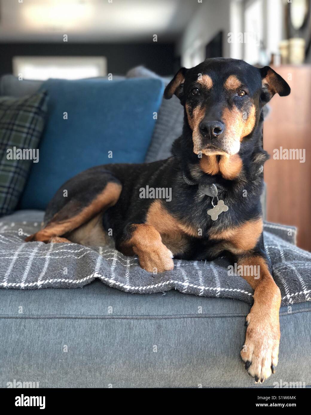 Dobermann/Rottweiler auf einer Couch Stockfoto