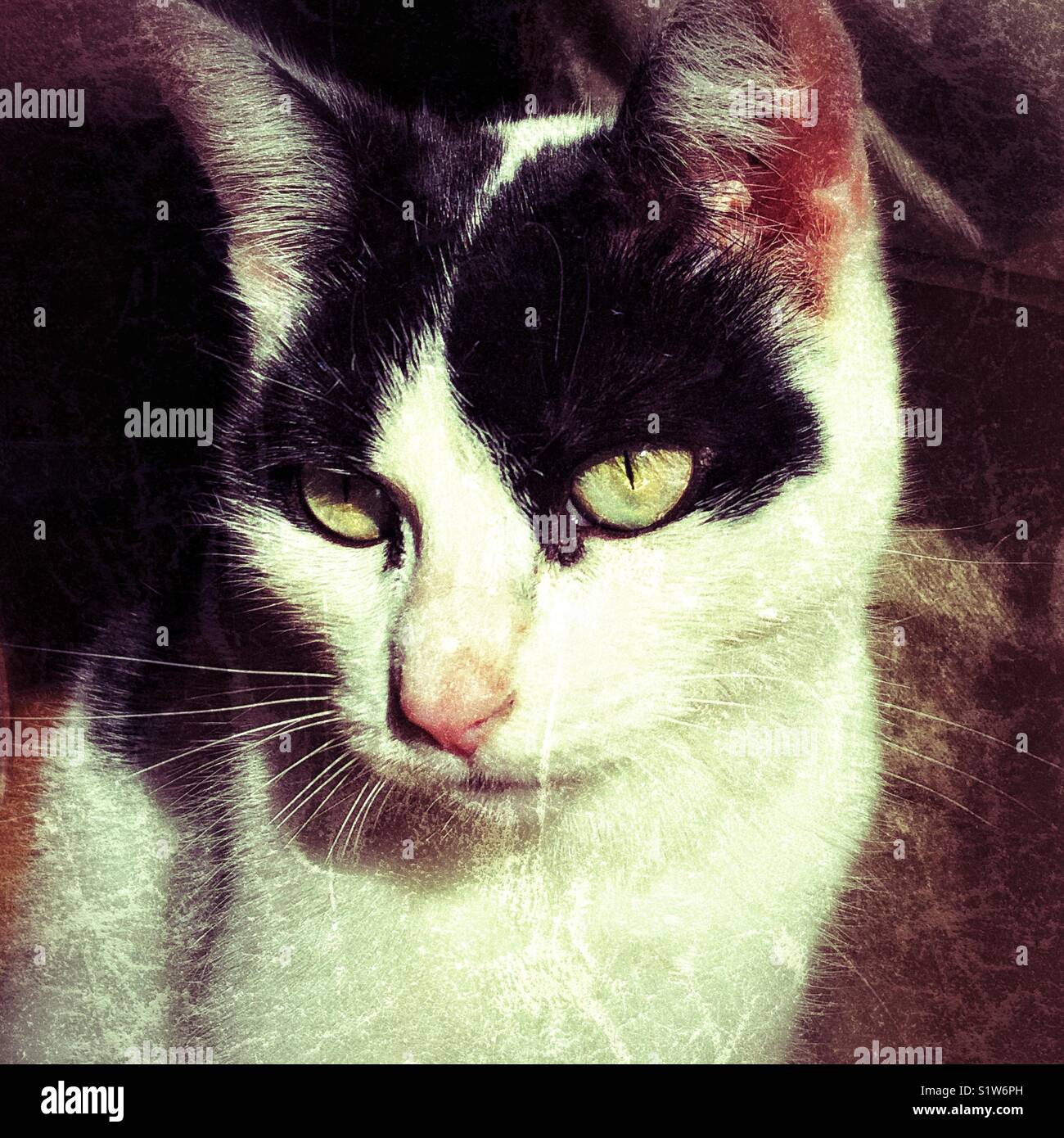 Kreative texturierte Porträt einer tuxedo cat mit Auge Schüler wirklich klein vor direkter Sonneneinstrahlung. Stockfoto
